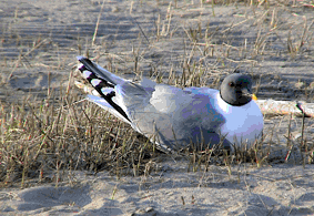 sabine gull